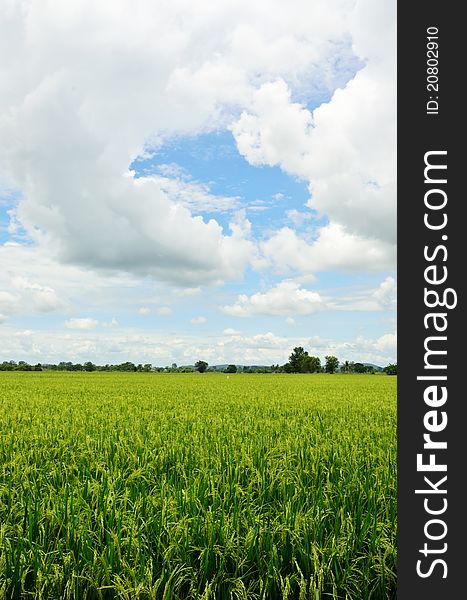 Rice Field in Thailand and cloudy sky