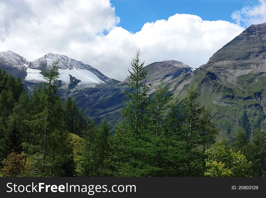 Ar spruce on a background of Alpine landscape