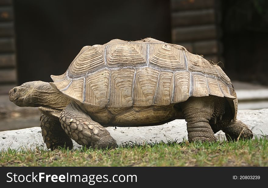 Large image of a head of very big tortoise