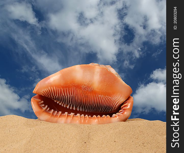 Large seashell on the sand, Studio shot