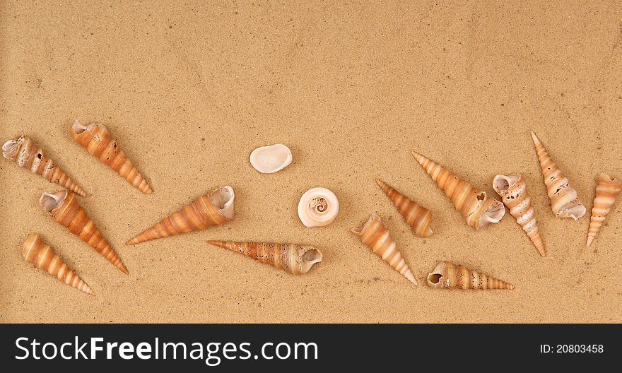 Large seashells on the sand, Studio shot
