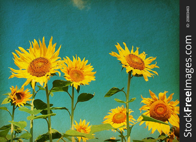 Vintage paper textures. Beautiful sunflowers against the blue sky. Vintage paper textures. Beautiful sunflowers against the blue sky