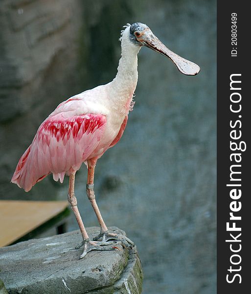 Pink Exotic bird stands on a rock