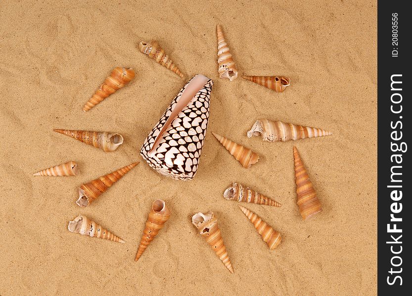 Large seashells on the sand, Studio shot