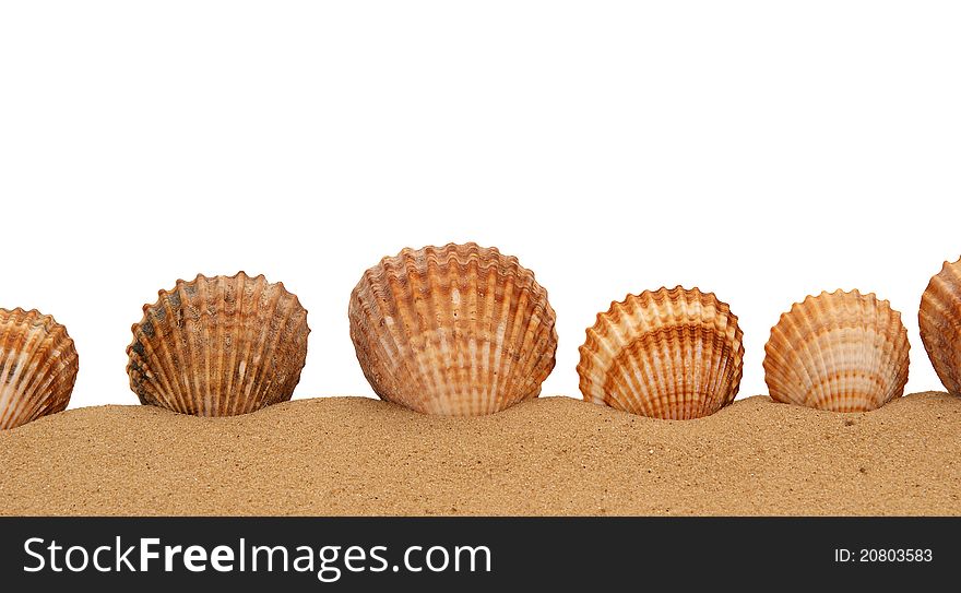 Large Seashell On The Sand