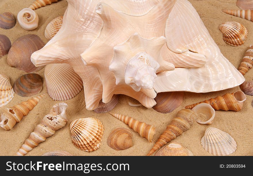 Large seashell on the sand, Studio shot