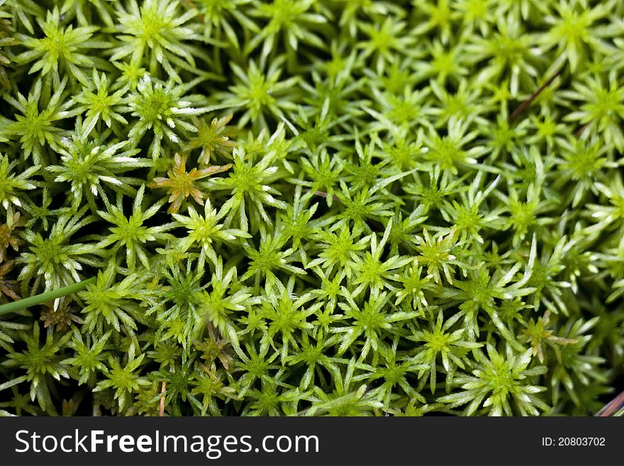 A background of soft bright green moss