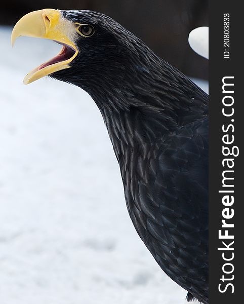 Eagle's head with a large beak hischnym