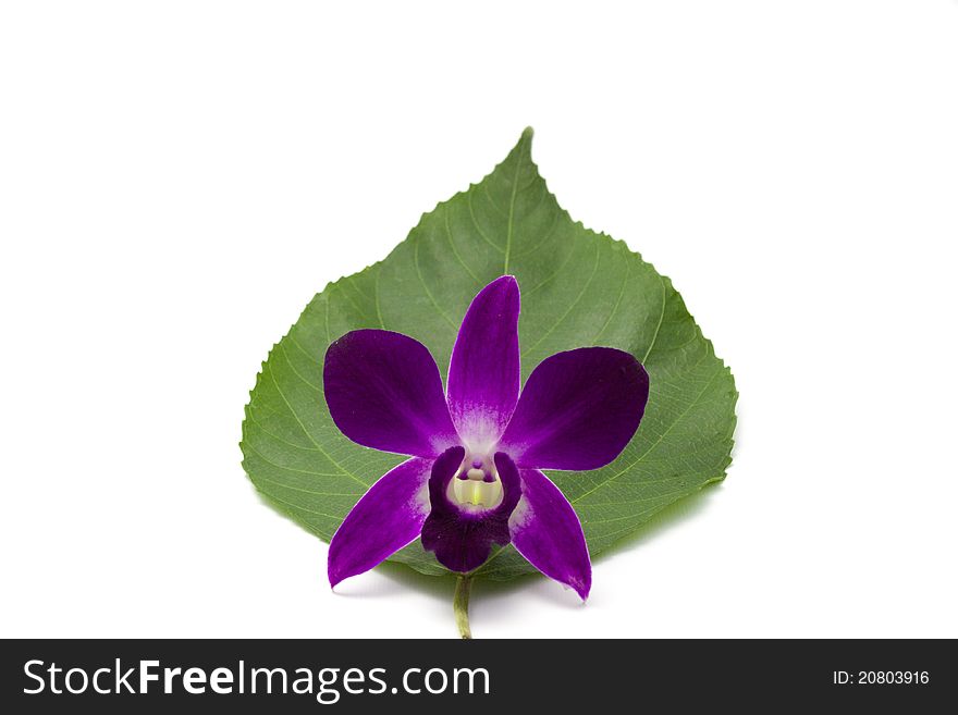 Beautiful orchid on green leaf. Beautiful orchid on green leaf