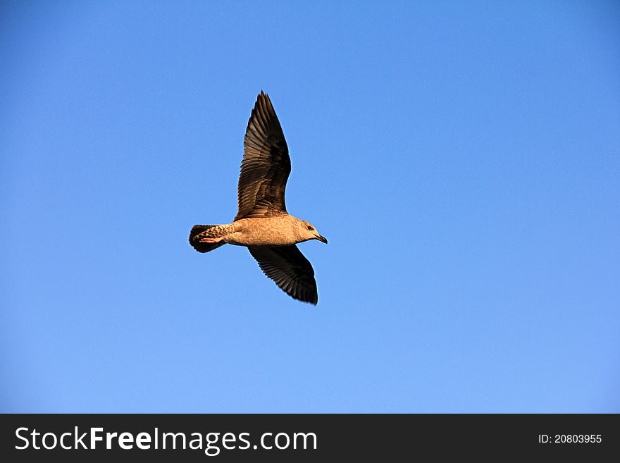 Seagull in Flight, Kewaunee, WI