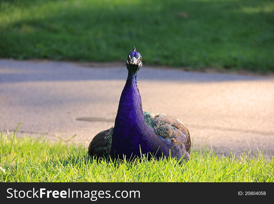 Peacock Posing at the Zoo