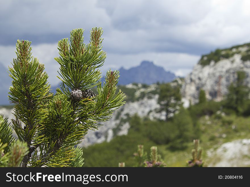 Pine branch with cones against the Italian Alps