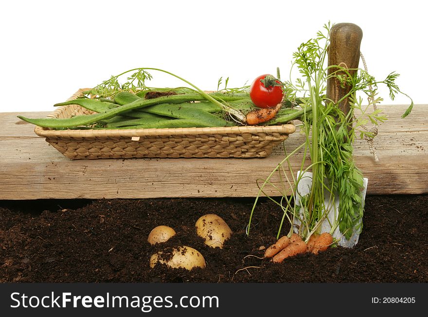 Harvesting homegrown food,vegetables in a basket and lying on the soil with a woden board and garden trowel. Harvesting homegrown food,vegetables in a basket and lying on the soil with a woden board and garden trowel