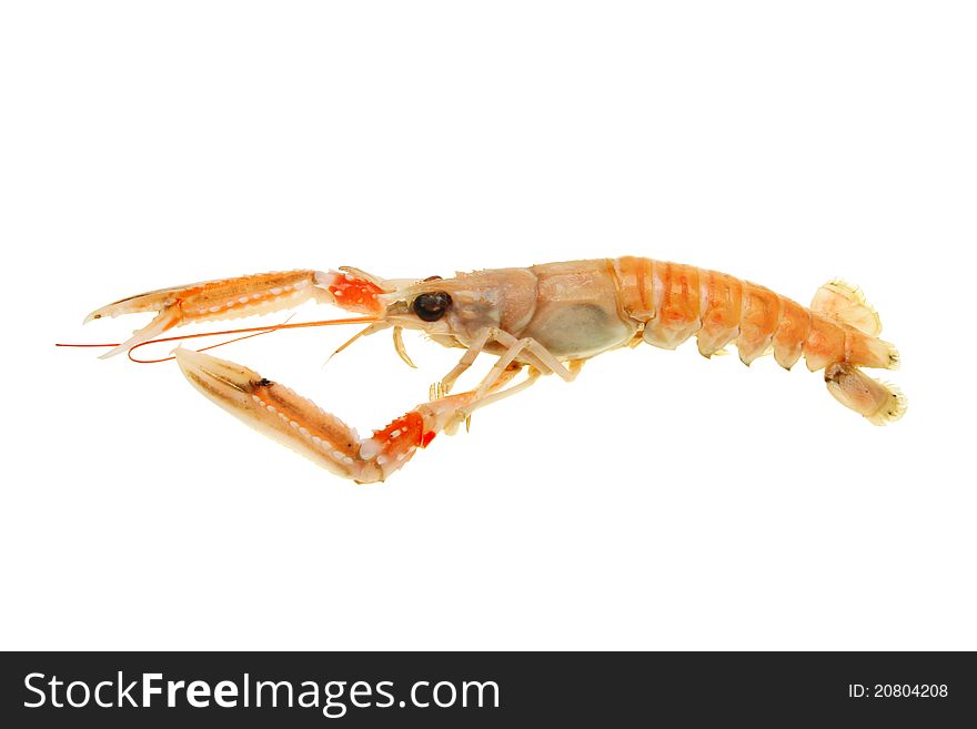 Side view of a langoustine, also known as Norway lobster, Dublin bay prawn or scampi isolated against white. Side view of a langoustine, also known as Norway lobster, Dublin bay prawn or scampi isolated against white