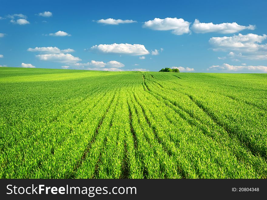 Big green meadow. Nature composition.