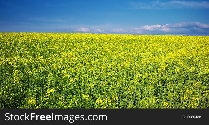 Spring yellow meadow. Nature composition.