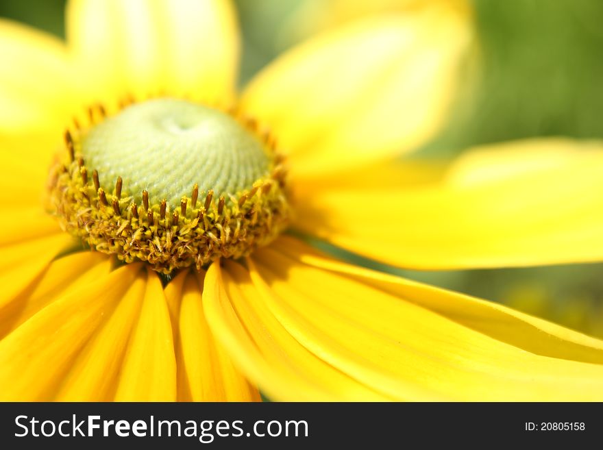 Sunflower in a garden,close up.