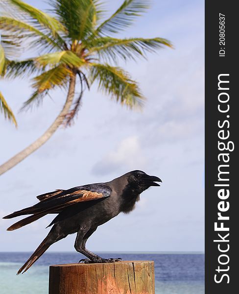 A Black Bird, Sea And Palm