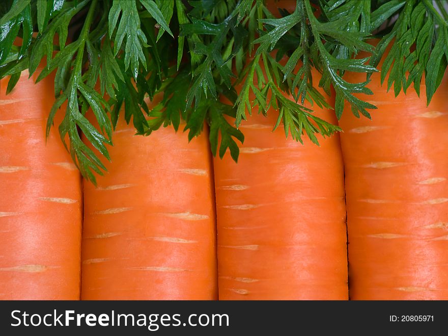 Fresh carrot fruits with green