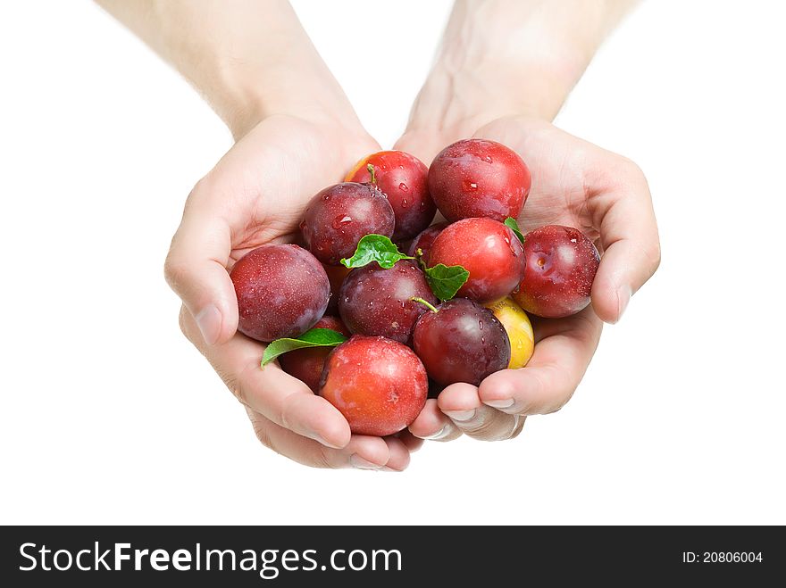 Prunes in hands isolated on white