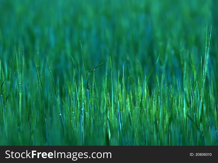 Spring nature background with grass. Spring nature background with grass