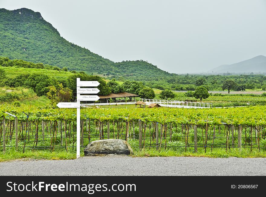 Beautiful scenic of vineyard in Thailand. Beautiful scenic of vineyard in Thailand.