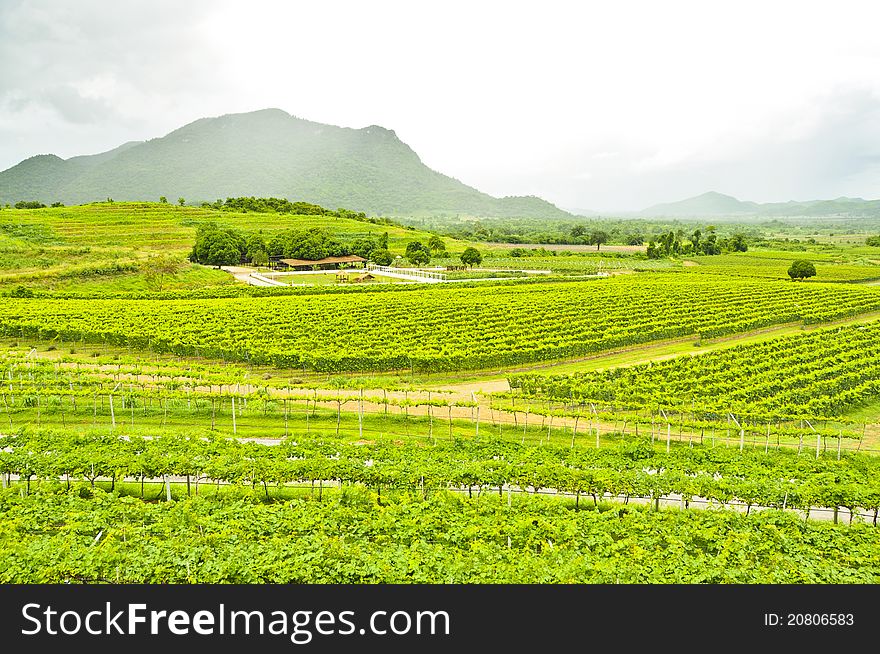 Beautiful scenic of vineyard in Thailand. Beautiful scenic of vineyard in Thailand.