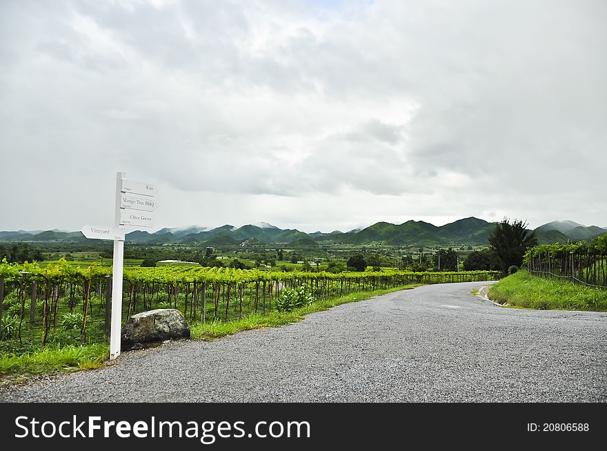 Beautiful scenic of vineyard in Thailand. Beautiful scenic of vineyard in Thailand.