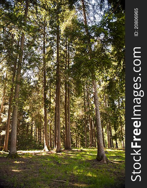 A pine forest in the Alps of Trentino. A pine forest in the Alps of Trentino