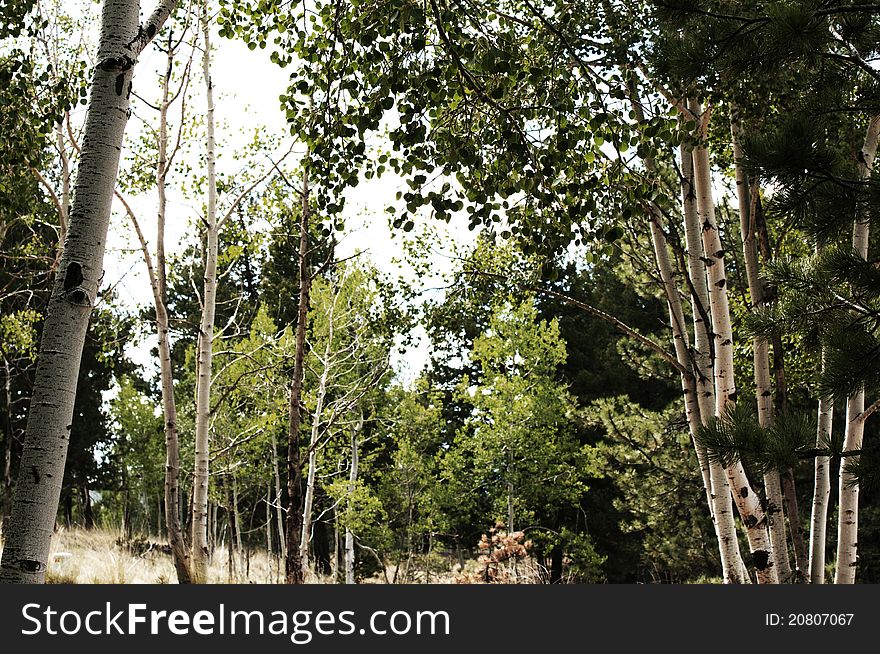 A grove of Aspen trees in Pike National Park, Colorado. A grove of Aspen trees in Pike National Park, Colorado