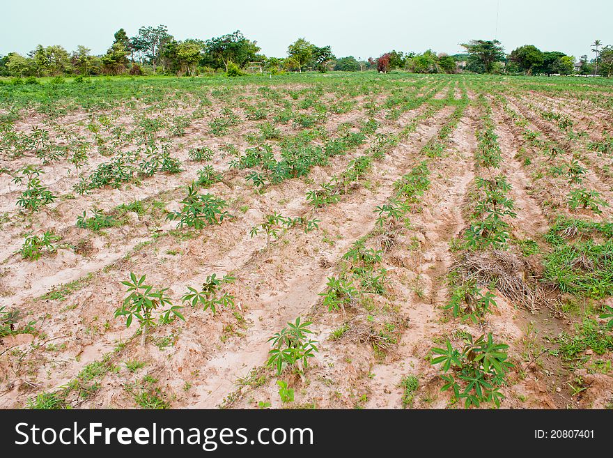 Cassava field in northeast oh Thailand