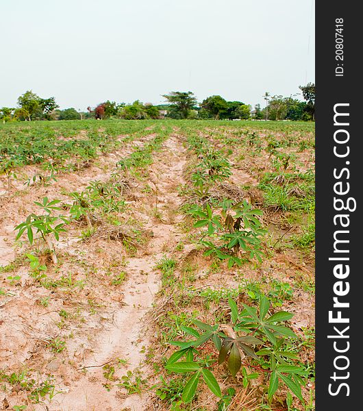 Cassava field in northeast oh Thailand