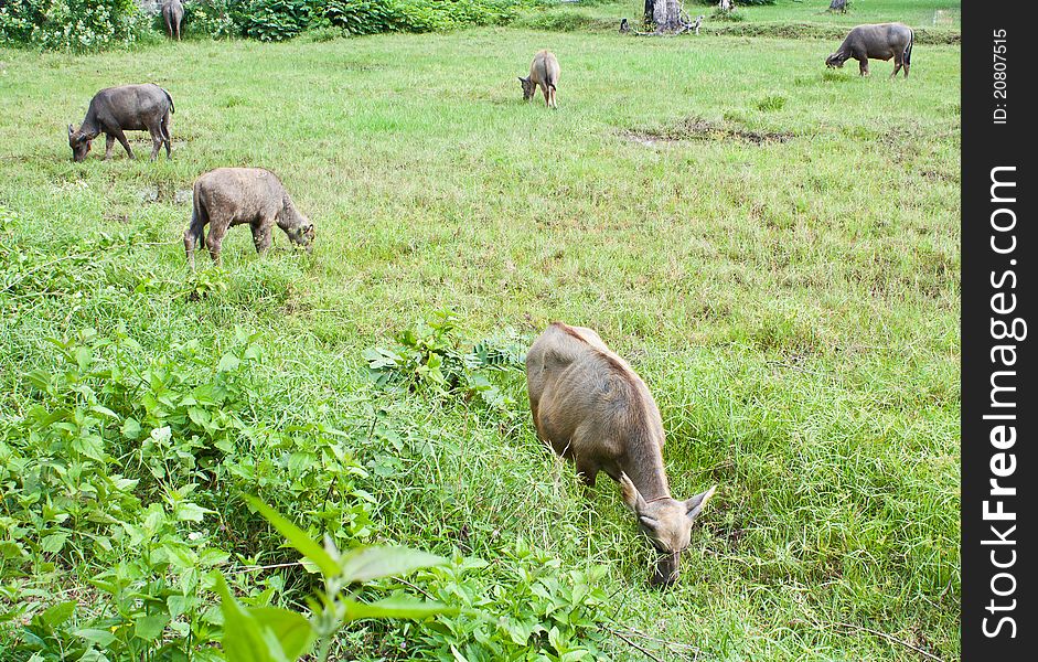 Buffalo in the field in northeast of Thailand. Buffalo in the field in northeast of Thailand