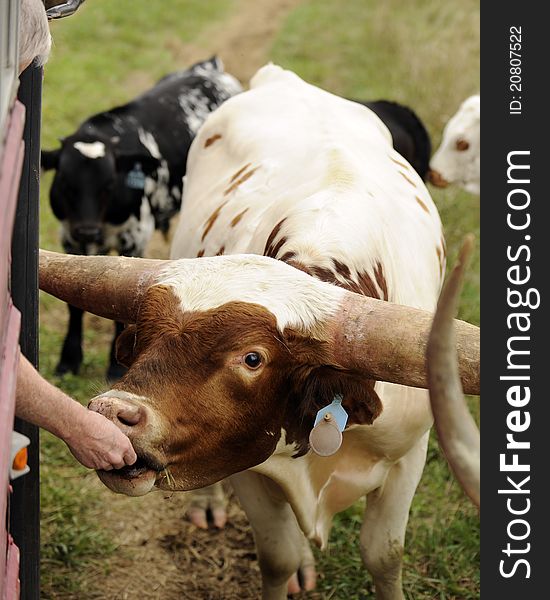 The hand of a senior man feeding a longhorn cow from the door of a bus. The hand of a senior man feeding a longhorn cow from the door of a bus.