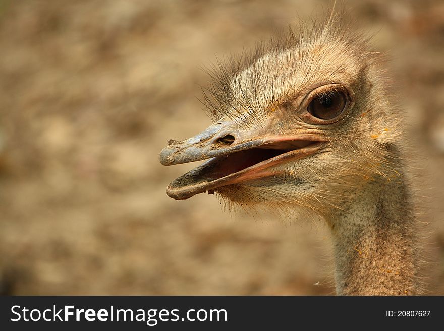 Close up face of a male Ostrich
