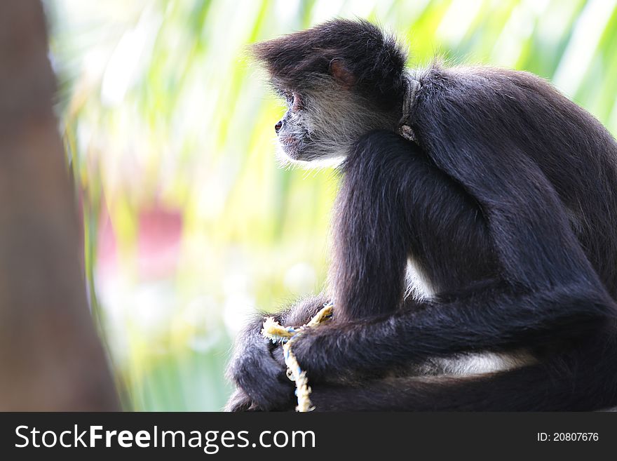 Geoffroy S Spider Monkey (Ateles Geoffroyi)