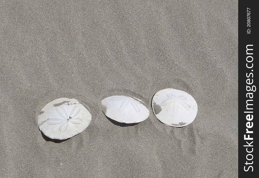 Three sand dollar shells on the beach. Three sand dollar shells on the beach