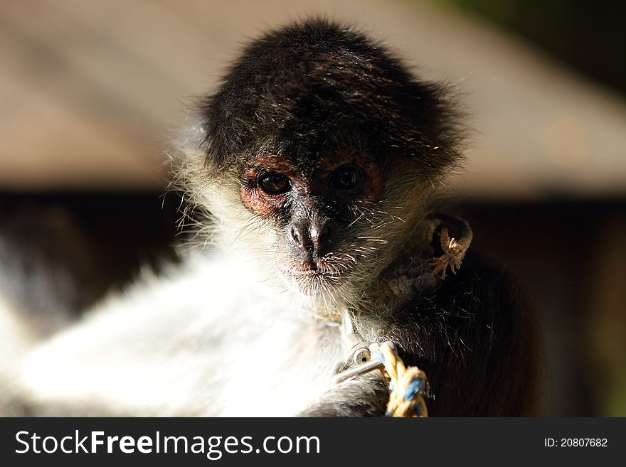 A spider monkey found in a wildlife reserve. A spider monkey found in a wildlife reserve.