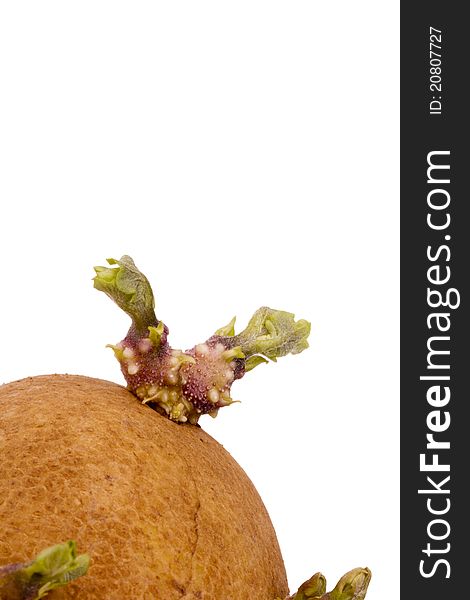 Green potato sprout on a brown potato on a white background.