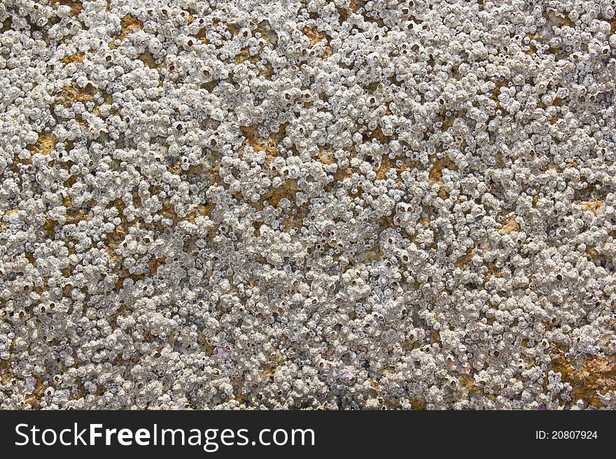 Many white shell cemetery samui