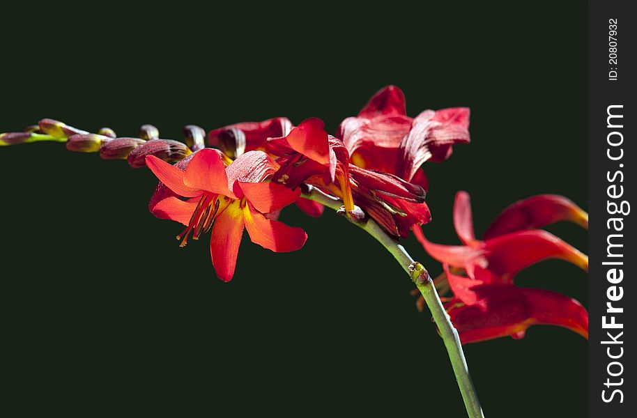 Beautiful red Crocosmia 'Lucifer' flower in garden. Beautiful red Crocosmia 'Lucifer' flower in garden