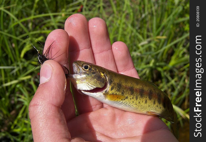 Hooked Fish In Hand