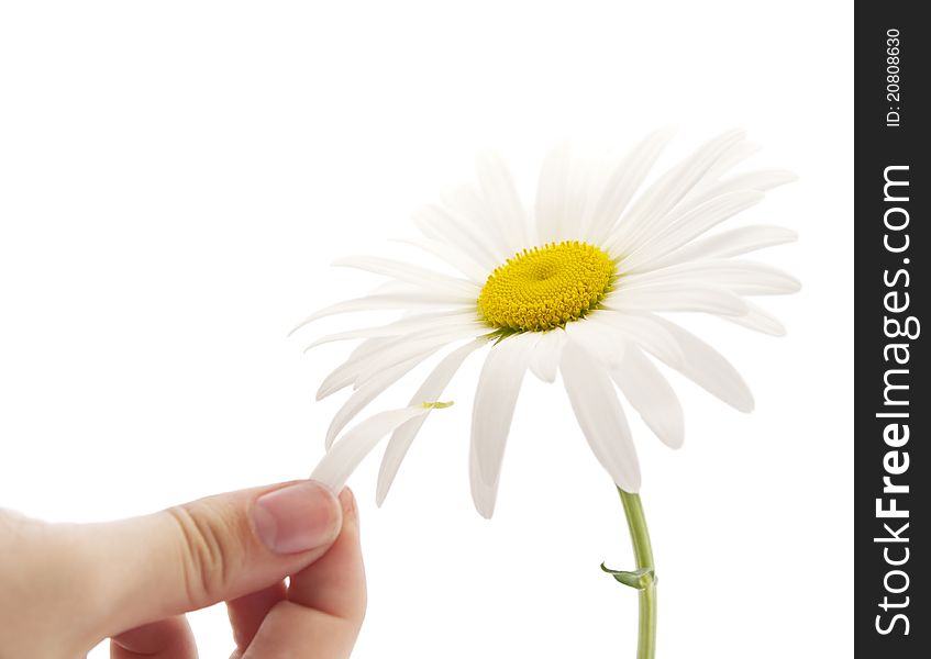 Chamomile on a white background