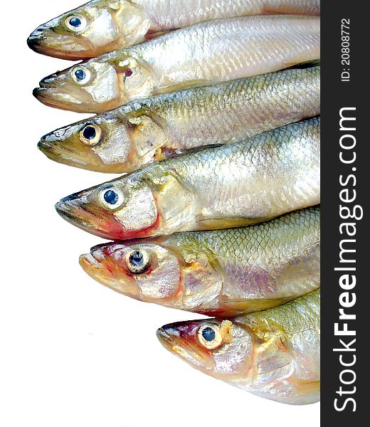 Small fish (smelts) on white background