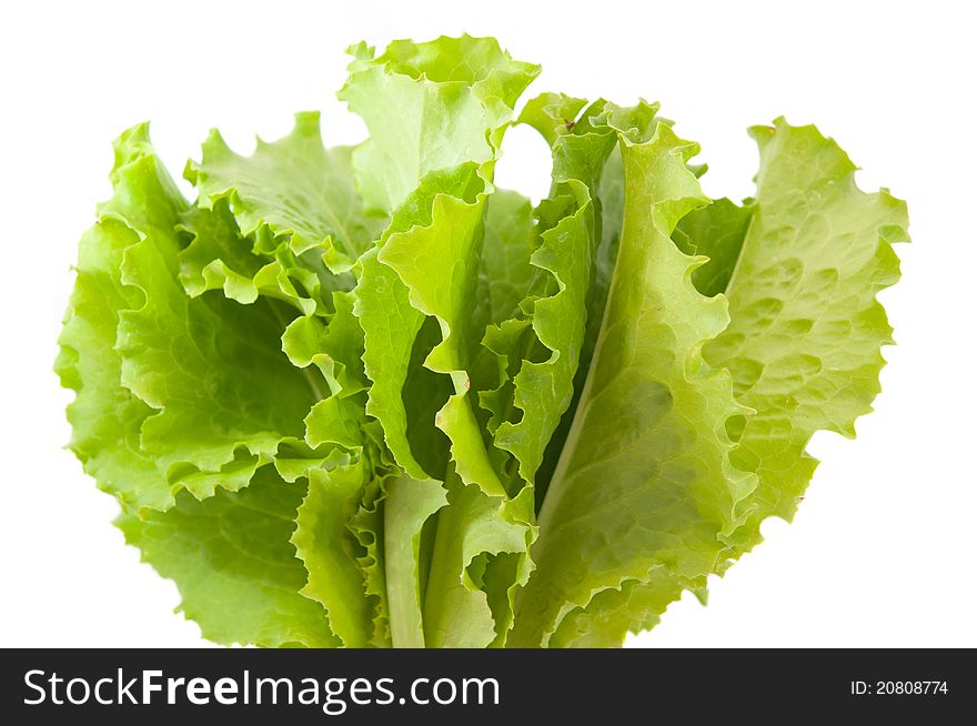 Lettuce leaves on a white background