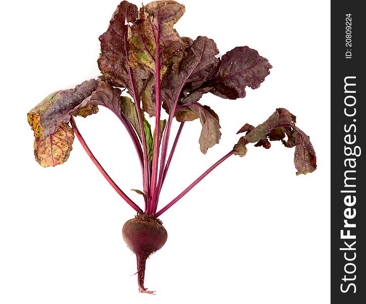 Beet on a white background