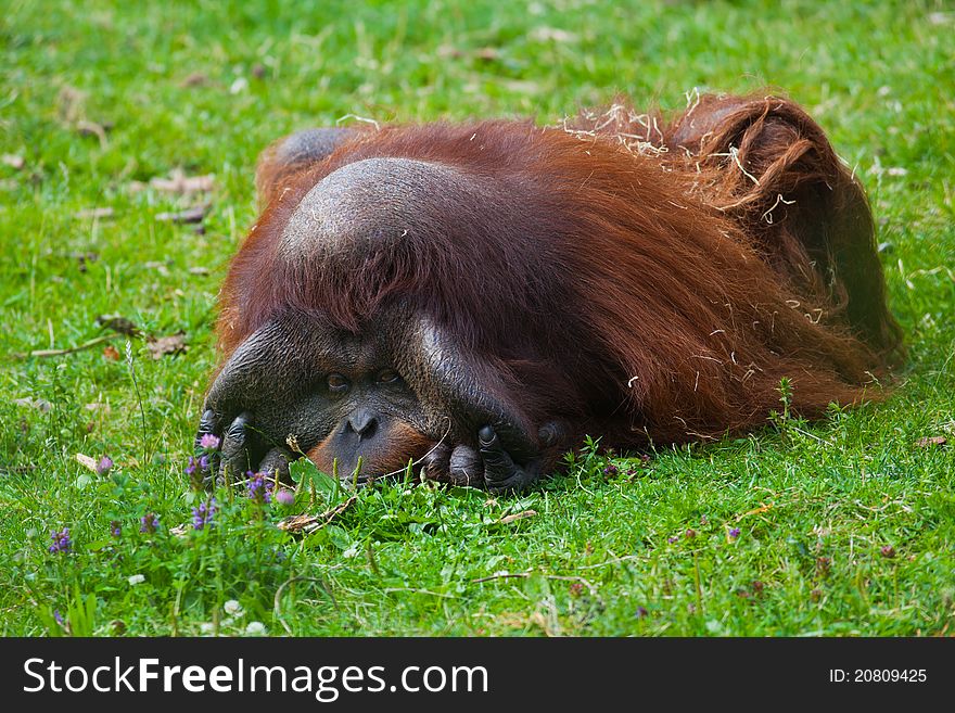 Bornean Orangutan male resting on the grass at Dublin zoo.
