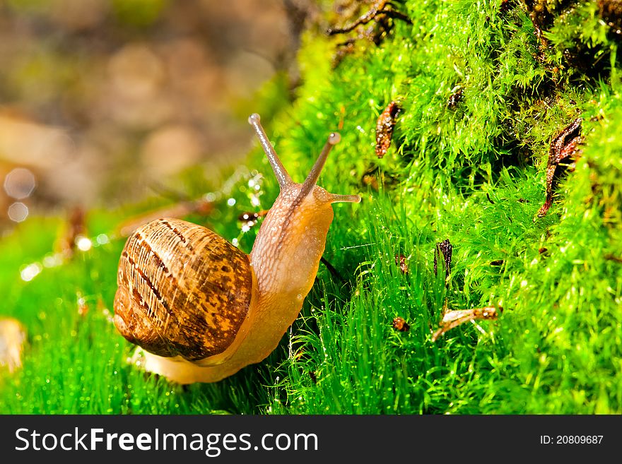 Closeup of a snail in its environment
