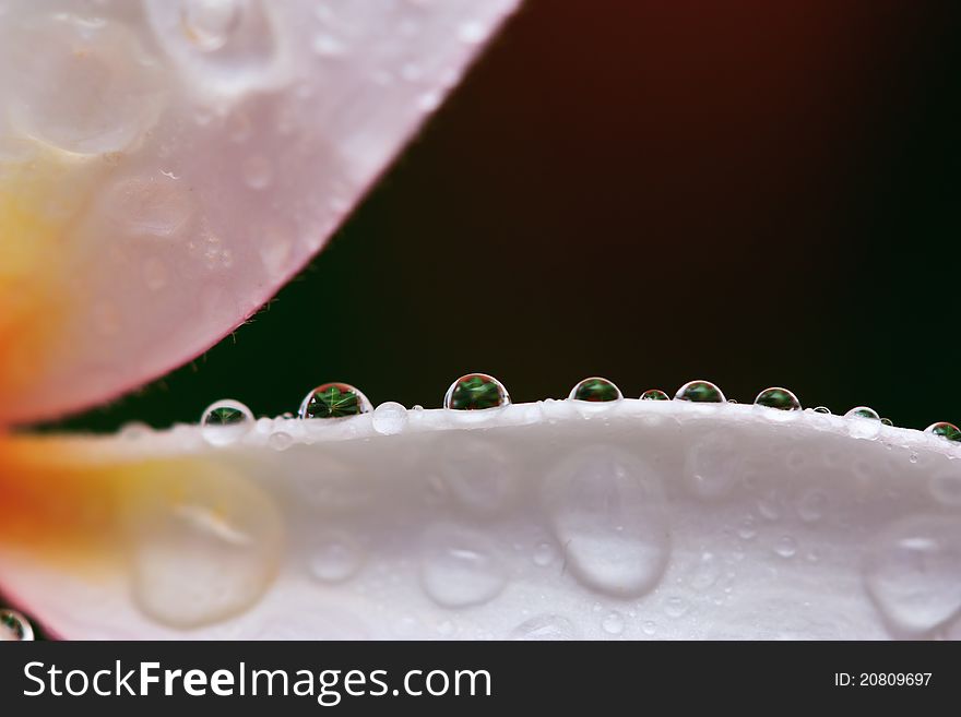 Drop of water on Plumeria