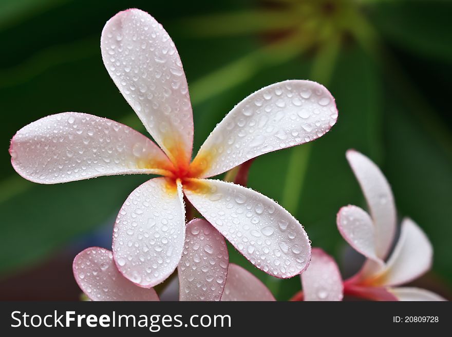 Famouse tropical flower and drops of water. Famouse tropical flower and drops of water